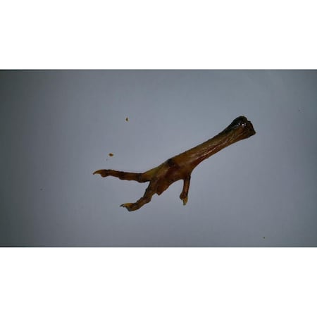 Chewmax Pet Products Chicken Feet - 100 Count, 100PK CM-NB626