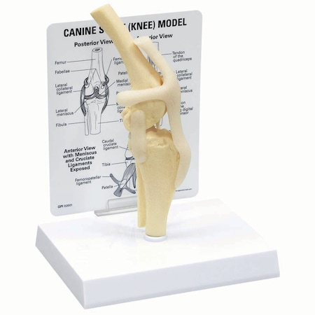Jorgensen Laboratories Canine Stifle Model J0776