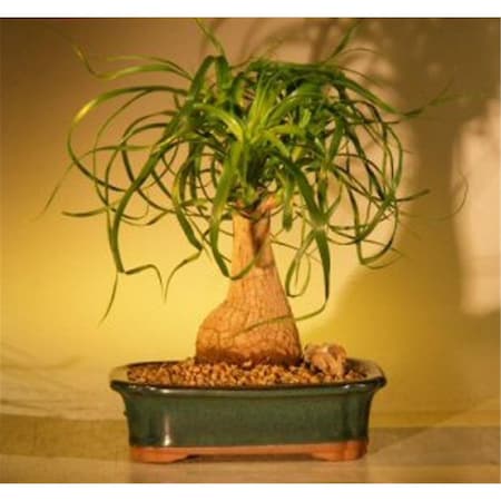 Configuracion Beaucamea Recurvata Ponytail Palm Bonsai Tree, Medium CO2202897