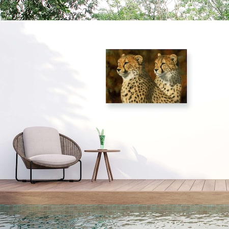 Trademark Fine Art Outdoor Canvas Art David Stribbling CHEETAH BROS Wall Art for Patios, or Gardens GRL00268-OC1624WR