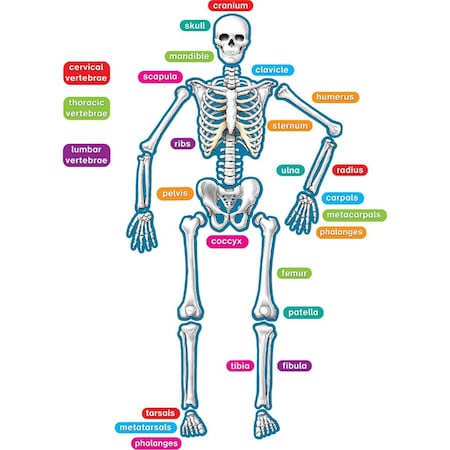 Teacher Created Resources Human Skeleton Magnetic Accents TE101276