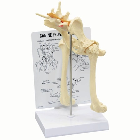 Jorgensen Laboratories Canine Hip/Lower Back Model J0775