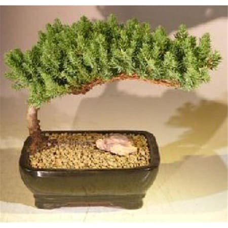 Configuracion Juniper Procumbens Nana Juniper Bonsai Tree, Medium CO2202644