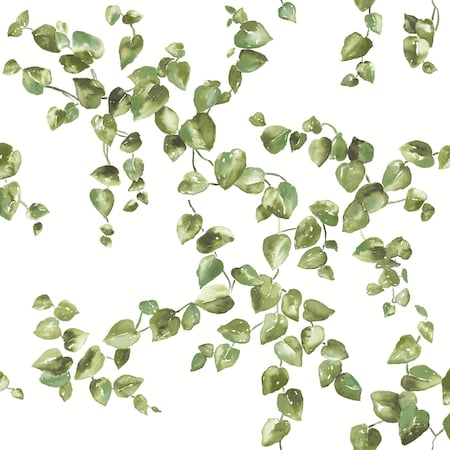 York Wallcoverings Creeping Fig Vine Green Wallpaper FH4036