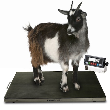 Prime Systems PS-700AS 700x0.1lb 44x22 Vet Scale Animal Scale Small Livestock Scale PS-700AS-4422-1