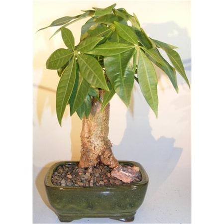 Configuracion Stump Style Pachira Aquatica Money Bonsai Tree CO2192015
