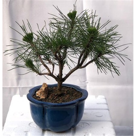 Paisaje Mugo Pine Bonsai Tree - Pinus Mugo Valley Cushion - Small PA2529839