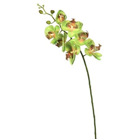 Dare2Decor Real Touch Orchid-7 Heads Floral Stem, Green DA591042