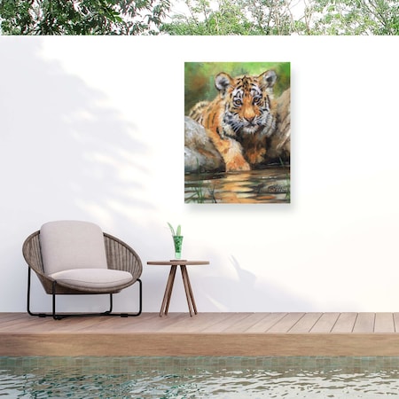 Trademark Fine Art Outdoor Canvas Art David Stribbling tiger cub water Wall Art for Patios, or Gardens GRL01594-OC1419WR
