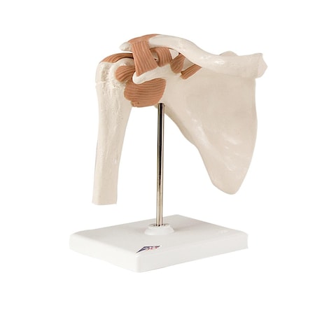 Fabrication Enterprises Anatomical Model - Functional Shoulder Joint 953254