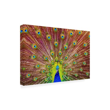 Trademark Fine Art Outdoor Canvas Art - Michael 'Peacock' Wall Art for Patios, or Gardens 1X19486-OC1624WR