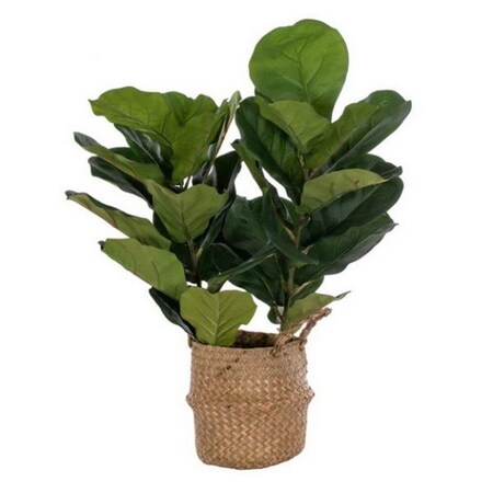 Vickerman 31.5 in. Fig Tree, Green FM229732