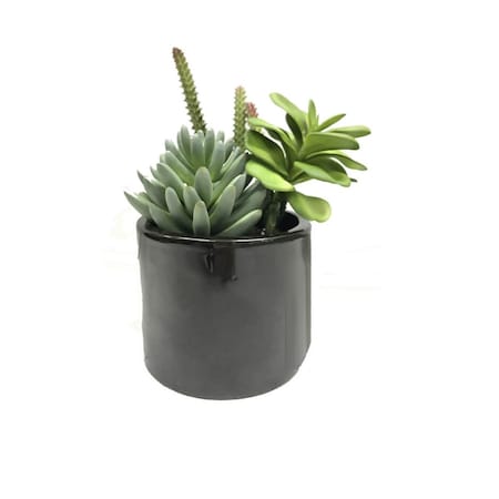 Dare2Decor 8 in. Green Succulents in Cement Pot DA3253699