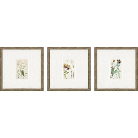 Set Of Three Antique Botanical Gold Framed Print Wall Art, 3PK