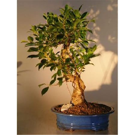 Paisaje Golden Coin Bonsai Tree - Ficus Ret- Extra Large PA2529790