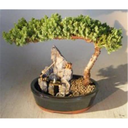 Paisaje Juniper Bonsai Tree - Juniper Procumbens Nana - Large PA2190000