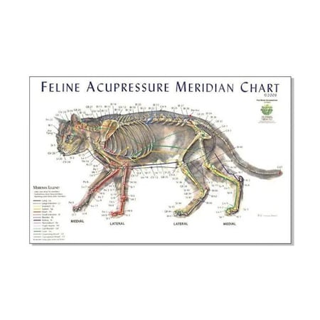 Jorgensen Laboratories Feline Acupressure Meridian Chart, 11"x17" J1125F