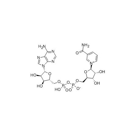 Ak Scientific beta-Nicotinamide adenine dinucleotide hydrate (25g), CAS 53-84-9 M041-25g