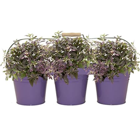 Houston International Trading Enameled Galvanized Triple Planter with Wood Handle for 6.5 in. Pots, Violet 8333E V