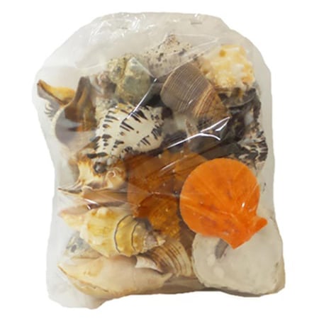 Wall-To-Wall Large Seashells World Mix - 5 lbs WA2659225