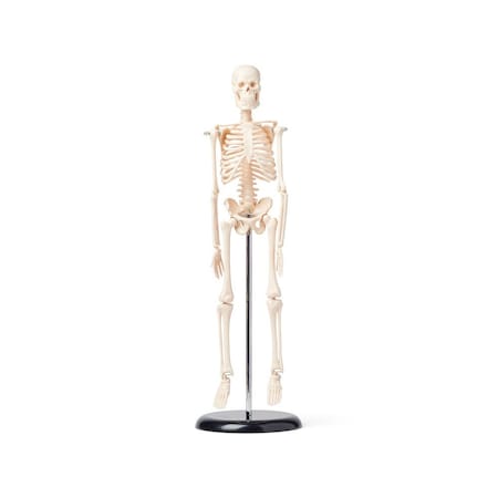 United Scientific Human Skeleton Model, 42 cm HSKL42