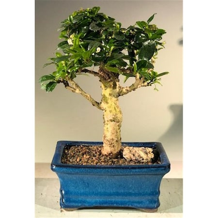Paisaje Flowering Fukien Tea Bonsai Tree with Upright Aged - Ehretia Microphylla PA2529741