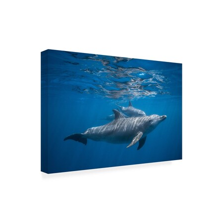 Trademark Fine Art Outdoor Canvas Art Barathieu Gabriel 'Pod Of Dolphin' Wall Art for Patios, or Gardens 1X11060-OC2232WR