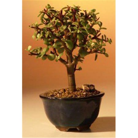 Paisaje Baby Jade Bonsai Tree - Portulacaria Afra - Small PA2529821