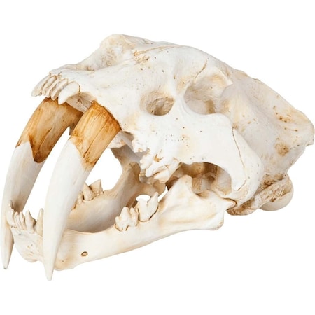 Homeroots Authentic Replica Sabertooth Skull Sculpture 392417