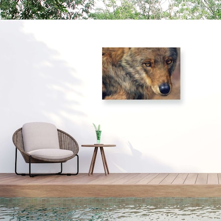 Trademark Fine Art Outdoor Canvas Art David Stribbling wolf portrait Wall Art for Patios, or Gardens GRL00249-OC3047WR