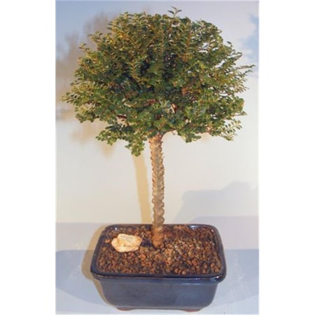 Paisaje Chinese Seiju Elm Tree - Upright Ball Style - Ulmus Parvifolia Seiju PA2529825
