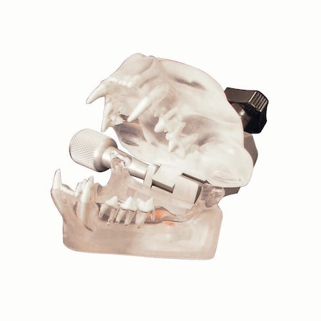 Jorgensen Laboratories Feline Dental Model (Clear) J0770F