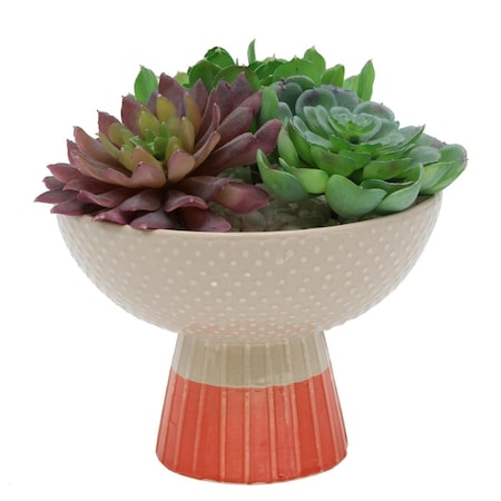 Espectaculo Succulent Mix in Two Tone Bowl Ceramic Planter, Beige/Orange ES2970909