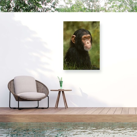 Trademark Fine Art Outdoor Canvas Art David Stribbling Chimp Wall Art for Patios, or Gardens GRL01621-OC1824WR