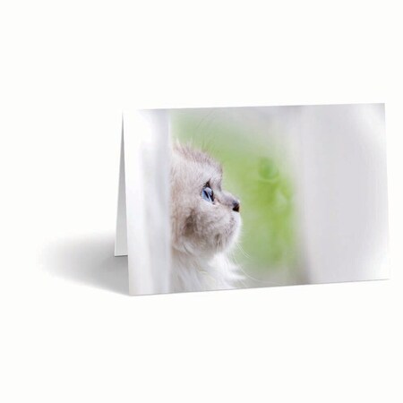 Jorgensen Laboratories Sympathy Cards, Contemplation, 10PK J1483D
