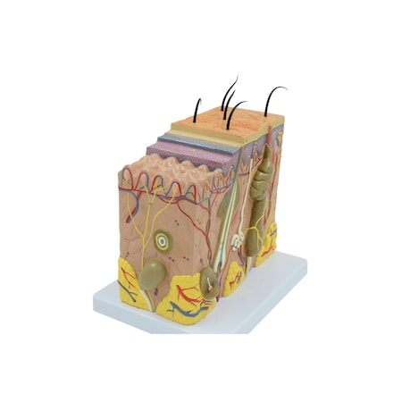 United Scientific Skin Model 70 times enlarged MAHS02