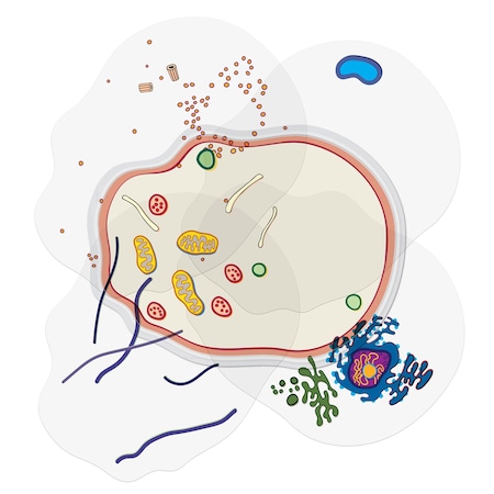 Roylco See-Through Animal Cell Builder R59280