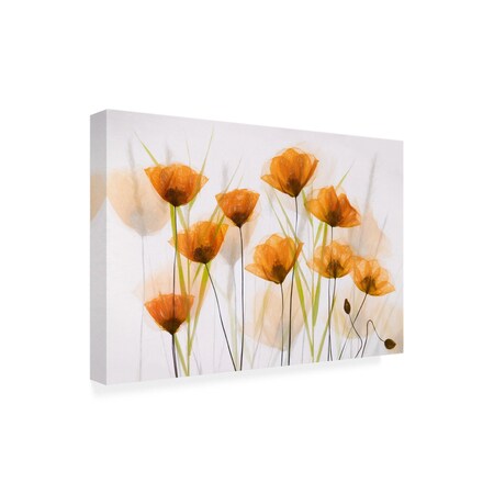 Trademark Fine Art Outdoor Canvas Art - brigitte van krimpen 'Poppy Art' Wall Art for Patios, or Gardens 1X19576-OC1219WR