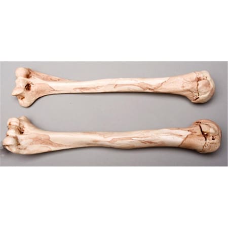 Toys4.0 Aged Humerus Bones Left and Right TO1179886