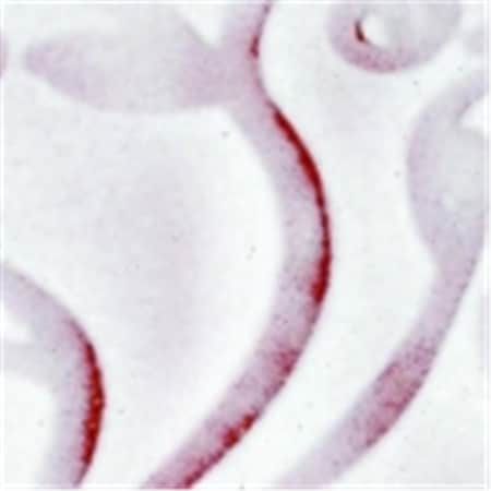 Amaco Low Fire  Opalescent Glaze - 1 Pint- Transparent Pearl 400477