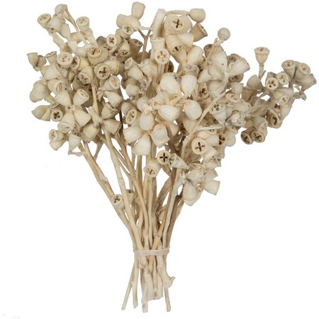 Vickerman 11 x 2-4 in. Conical Gum Bunch Flowering Foliage, Bleached - 20 Piece H1CNC999