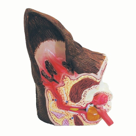 Jorgensen Laboratories Ear Model J0772