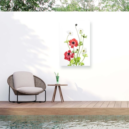 Trademark Fine Art Outdoor Canvas Art Ipuravida Spring Anemone Family Wall Art for Patios, or Gardens 1X18777-OC1219WR