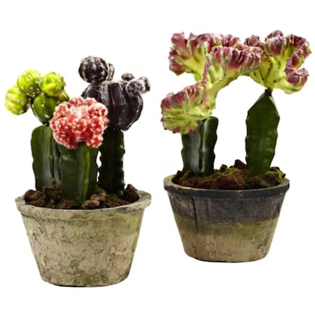 Dare2Decor Colorful Cactus Gardens - Set of 2, 2PK DA103022