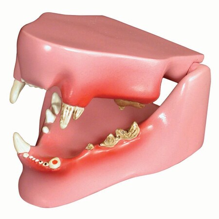 Jorgensen Laboratories Feline Pathology Dental Model J0771C