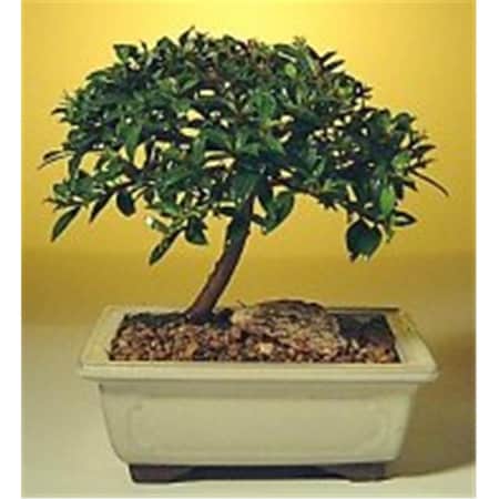Paisaje Flowering Brush Cherry Bonsai Tree - Eugenia Myrtifolia - Small PA2202219