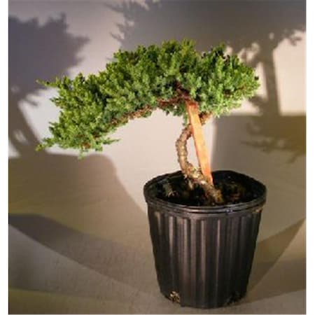 Paisaje Staked Pre Bonsai Juniper Bonsai Tree - Juniper Procumbens Nana PA2189998