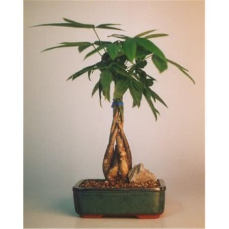 Paisaje Braided Money Bonsai Tree with Good Luck Tree - Pachira Aquatica - Medium PA2201931