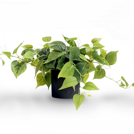 teruno pothos Epipremnum aureum 'Love Song' (Teruno Pothos Series)