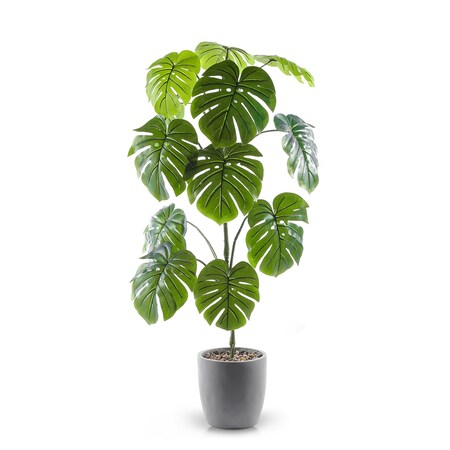 prayer plant red Buy Red Maranta Online | Prayer Plant main image 1